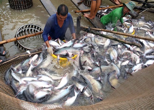 Thủy sản một năm thắng lợi, kim ngạch xuất khẩu tăng vọt