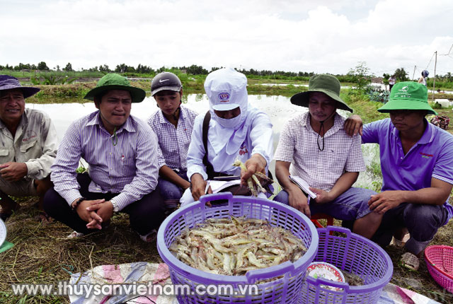 Thu hoạch tôm tại HTX Dịch vụ NTTS Cái Bát   Ảnh: XT