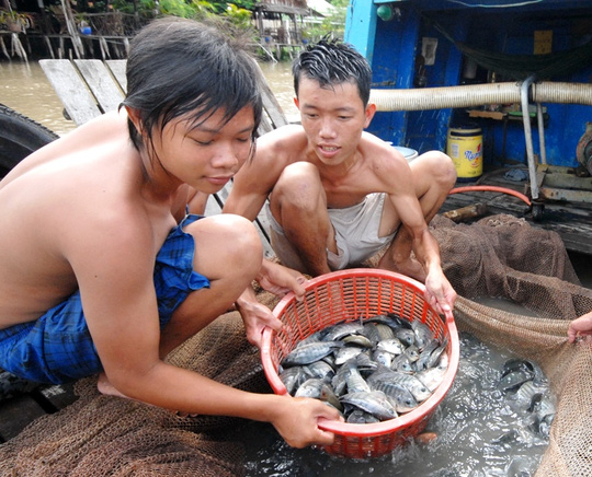 Không có chuyện nuôi cá rô phi ở ĐBSCL bằng thuốc trừ sâu Ảnh: Ngọc Trinh