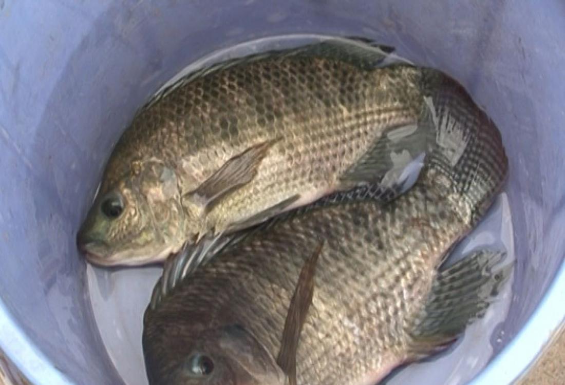 Ảnh minh họa Cá rô phi
