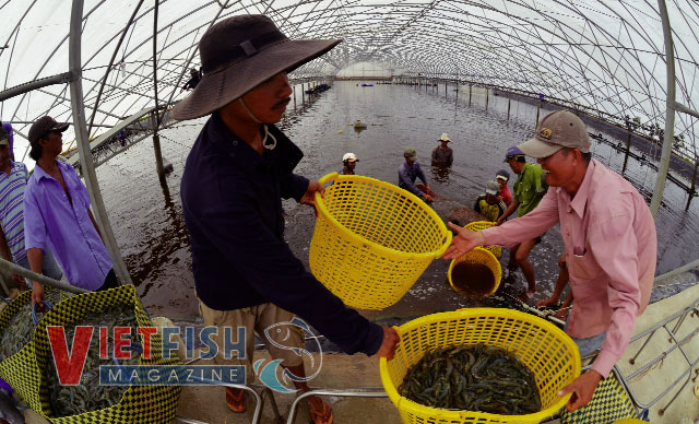 High-tech shrimp culture at Vietnam – Australia Corporation.